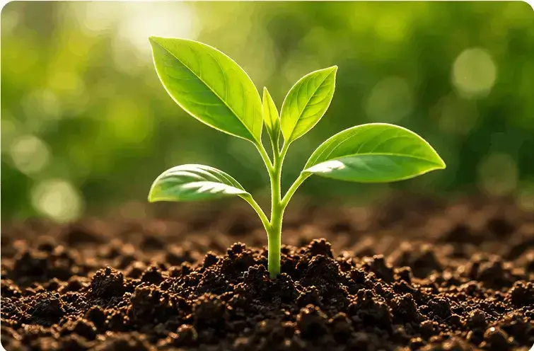 Healthy Seedling